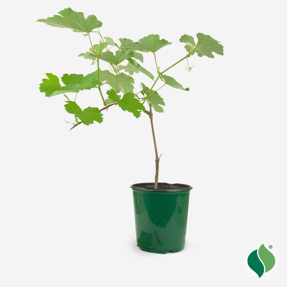 1 Gal. Niagara Grape, Live Fruit Plant DGEC3232 - The Home Depot