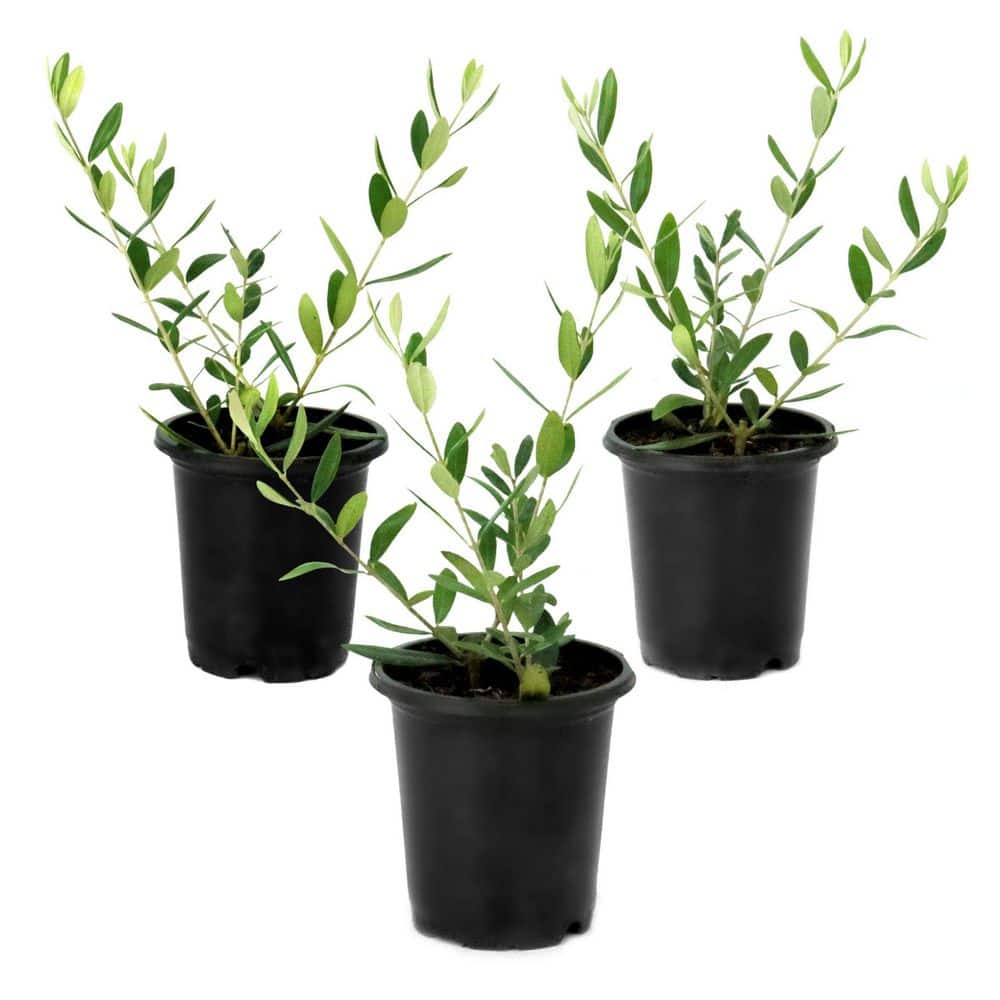 national PLANT NETWORK 4 in. Leccino Olive Tree (3-Pack) HD3200