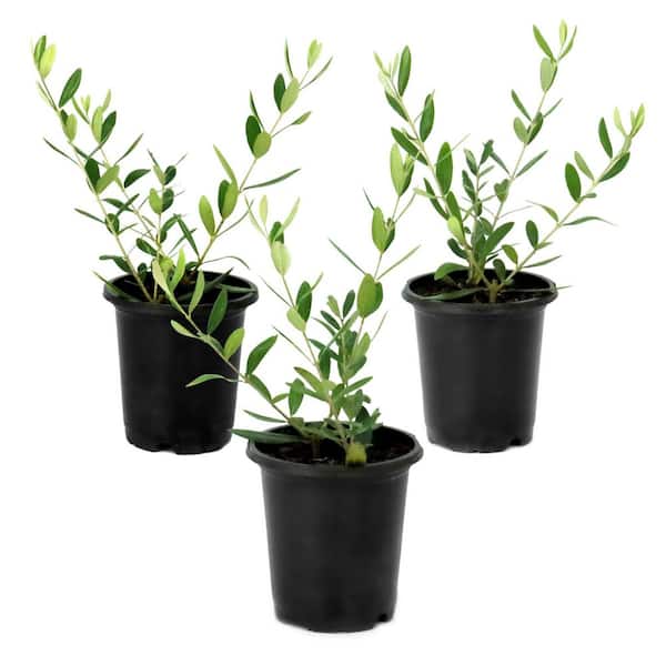 4 in. Leccino Olive Tree (3-Pack)