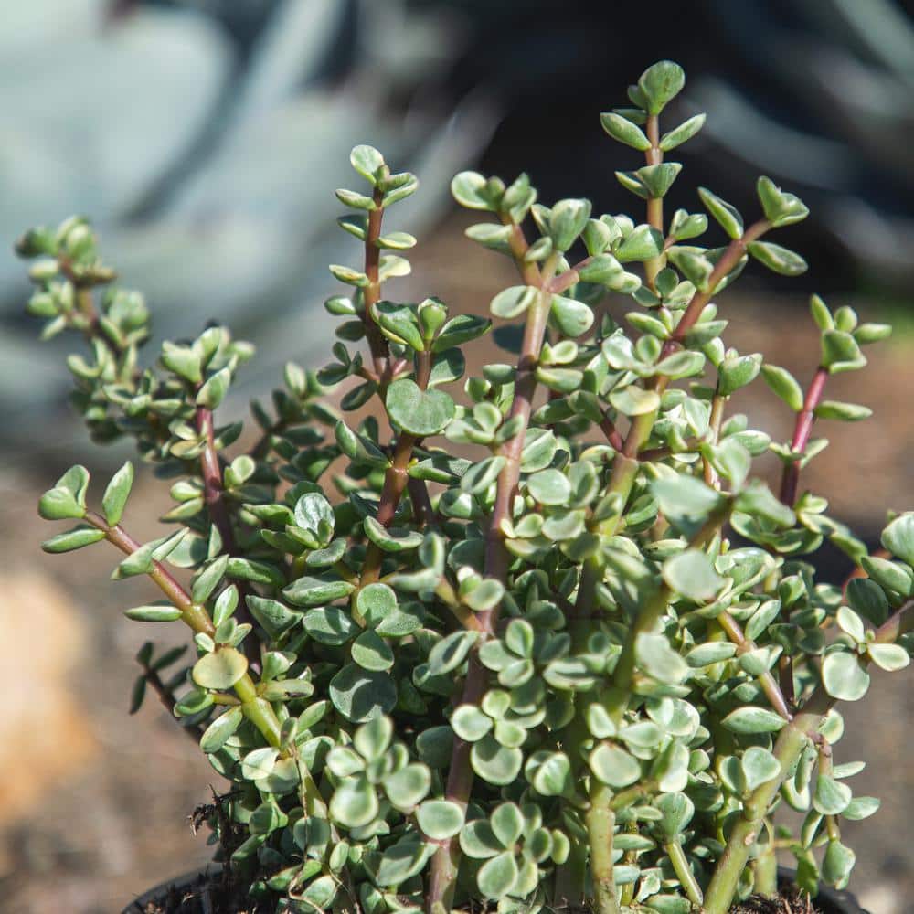 Large Variegated Elephant Bush Succulent in Black Pot