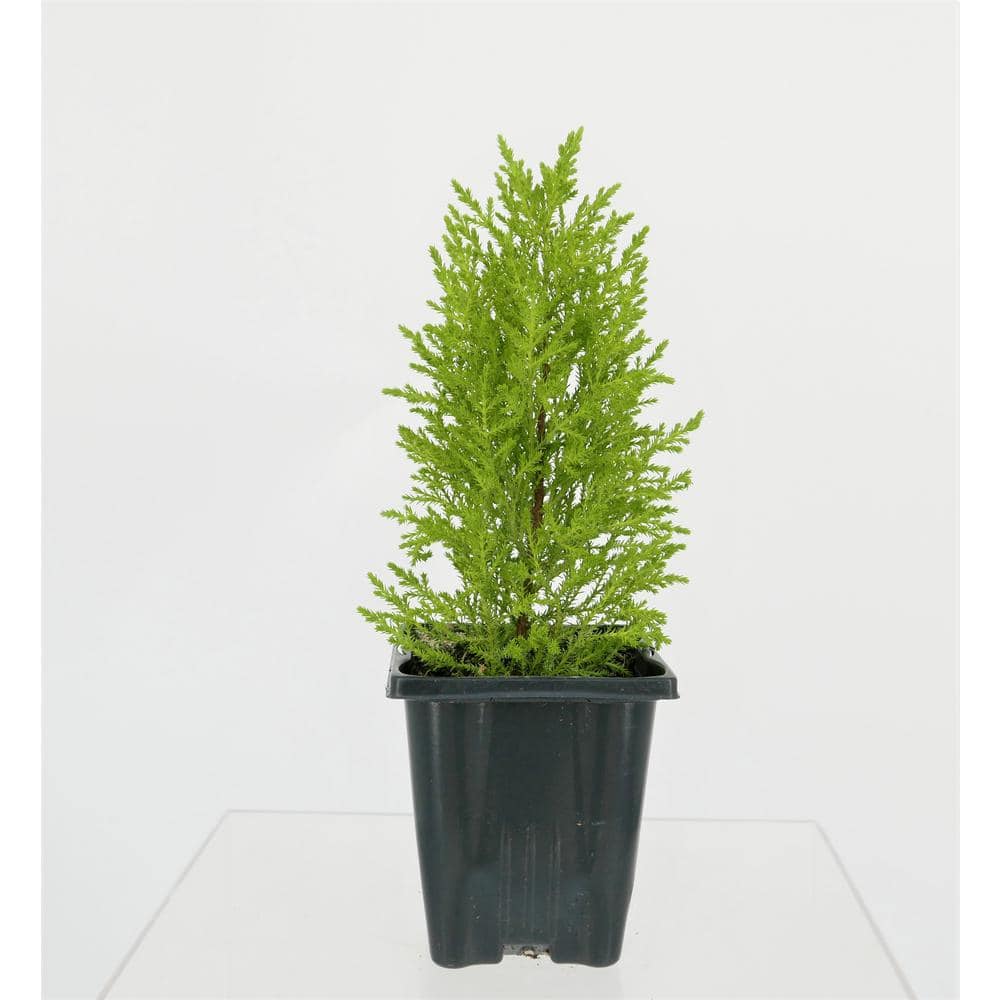 1.0 Qt. Perennial Cupressus Lemon Cypress