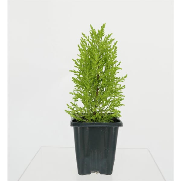 Unbranded 1.0 Qt. Perennial Cupressus Lemon Cypress