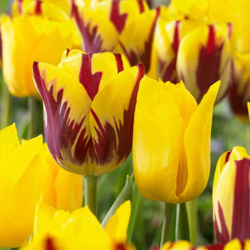 Miracle-Gro 12/+ cm Yellow and Maroon Mix Triumph Tulip Flower Bulbs (Bag of 50)