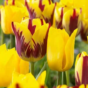 12/+ cm Yellow and Maroon Mix Triumph Tulip Flower Bulbs (Bag of 50)