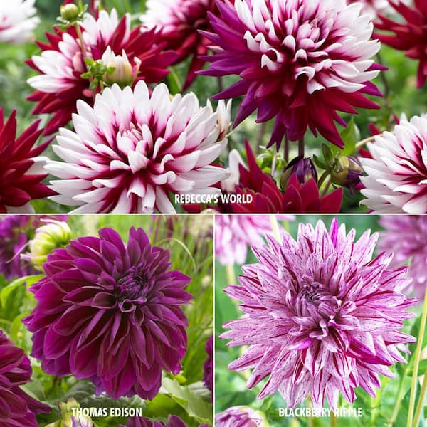 Van Zyverden Dahlia Collection 3 Variety Bulbs 15 Pack 83080 The Home Depot