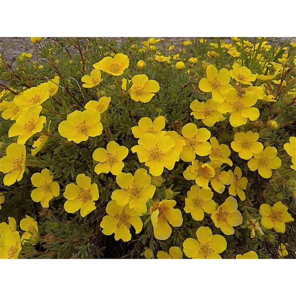 1 Gal. Gold Drop Potentilla Shrub Beautiful Dwarf Shrub Lights Up with Profuse Golden Blossoms