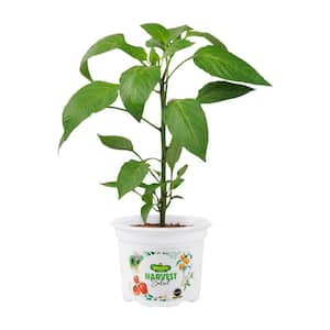 25 oz. Early Flame Jalapeno Pepper Plant