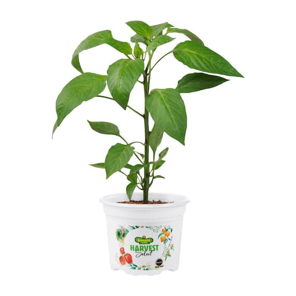 BONNIE PLANTS HARVEST SELECT 25 oz. Early Flame Jalapeno Pepper Plant