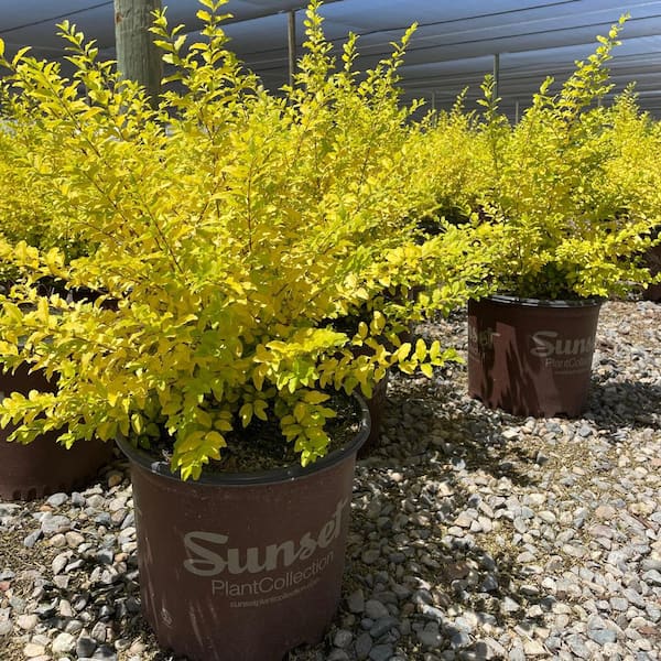 Alder & Oak #3 container-'Sunshine' Chinese Privet Yellow Evergreen Shrub