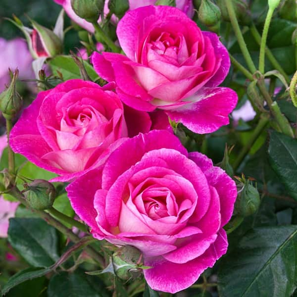 Spring Hill Nurseries Easy to Please Floribunda Rose, Dormant Bare Root Plant, Pink Flowers (1-Pack)