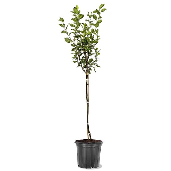 5 gal. Shinko Pear Tree