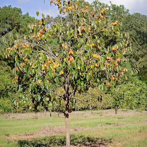 5 Gal. Saijo Persimmon Tree