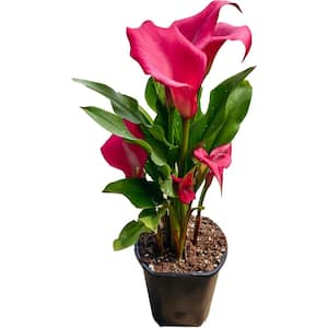 1 Gal. Pink Calla Lily (Zantedeschia Aetheopica) Plant in Grower Pot