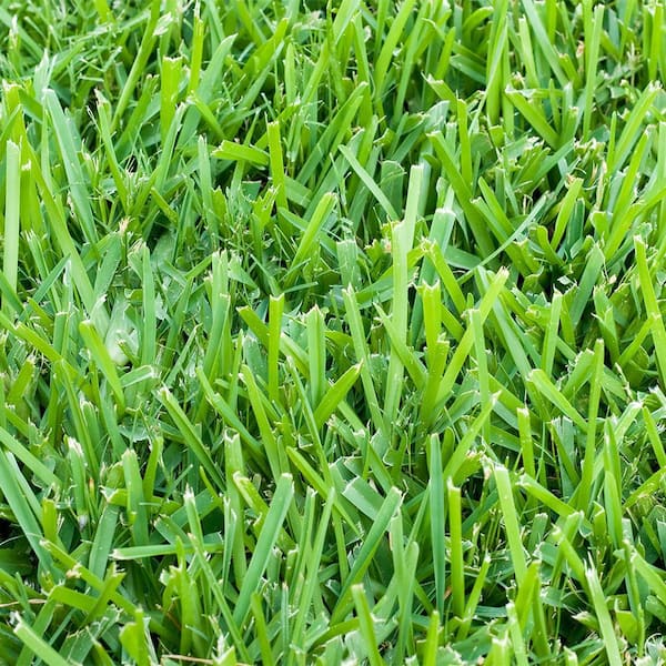 Home deals depot grass