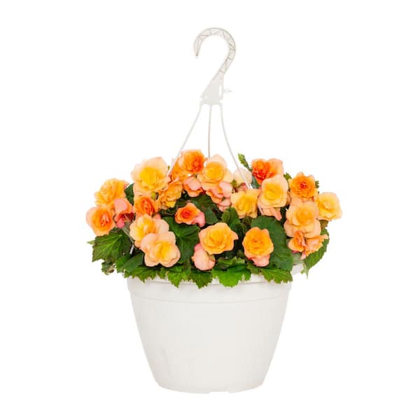 1.75 gal. Begonia Solenia Apricot in Decorative Hanging Basket Orange Annual Plant (1-Pack)