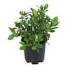 ALTMAN PLANTS 1 Gal. Gardenia Jasminoides August Beauty Shrub Plant 0881282