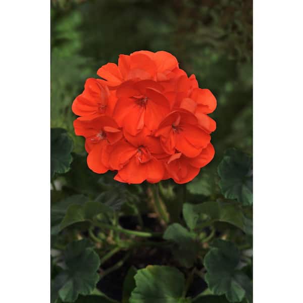Costa Farms Orange Geranium Outdoor Flowers in 1 Qt. Grower Pot, Avg. Shipping Height 10 in. Tall (8-Pack)