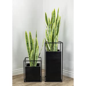 Botanical 4.3 ft. Green and Yellow Sansevieria Cylindrica in Pot