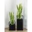 Botanical 3.5 ft. Green and Yellow Sansevieria Cylindrica in Pot L2085 ...