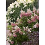 4.5 in. Qt. Pinky Winky Hardy Hydrangea (Paniculata) Live Shrub, White and Pink Flowers