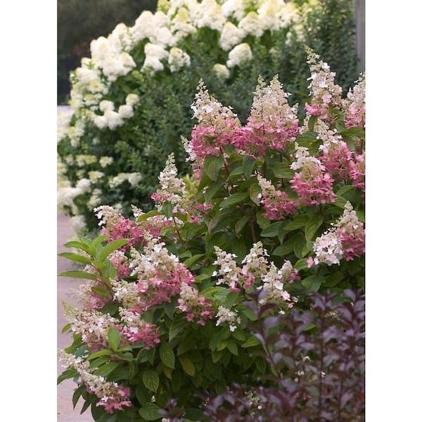 PROVEN WINNERS 4.5 in. Qt. Pinky Winky Hardy Hydrangea (Paniculata) Live Shrub, White and Pink Flowers