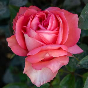 Pink Peace Hybrid Tea Rose, Dormant Bare Root Plant with Pink Color Flowers (1-Pack)