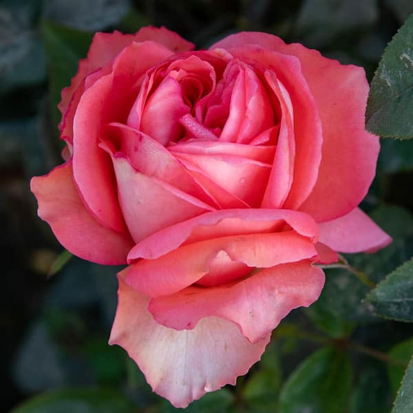 Perfume Factory™ Hybrid Tea rose