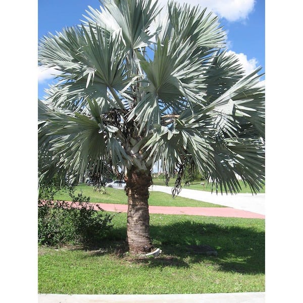 Wekiva Foliage Silver Bismarck Palm-Live Plant in a 5 gal. Growers