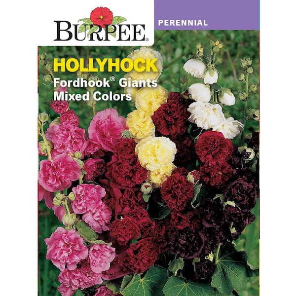Heirloom Hollyhock Fordhook Giants Mixed Colors Seed