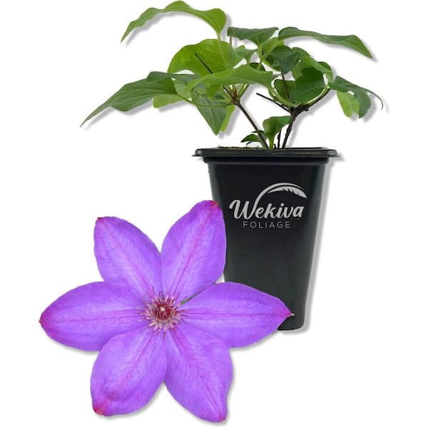 Wekiva Foliage Clematis Elsa Spath-Live Starter Plant in a 2 Inch Growers Pot-Starter Plants Ready for The Garden