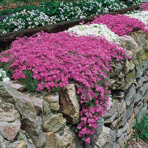 PINK FUSION™ Pretty yet tough flowering ground cover