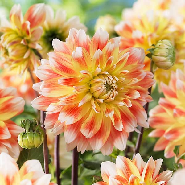 VAN ZYVERDEN Dahlias Peaches and Cream Bulbs (Set of 3)