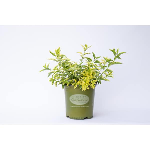 Vigoro 2 Gal. Believe It Or Not Forsythia, Yellow and Green Variegated Foliage with Yellow Flowers in Spring
