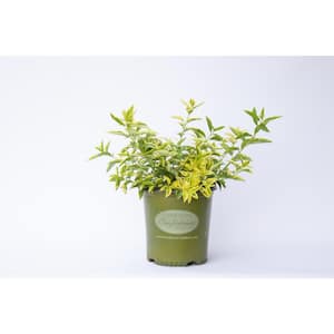 2 Gal. Believe It Or Not Forsythia, Yellow and Green Variegated Foliage with Yellow Flowers in Spring