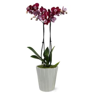 Premium Orchid (Phalaenopsis) Dark Purple Plant in 5 in. Grey Ceramic Pottery