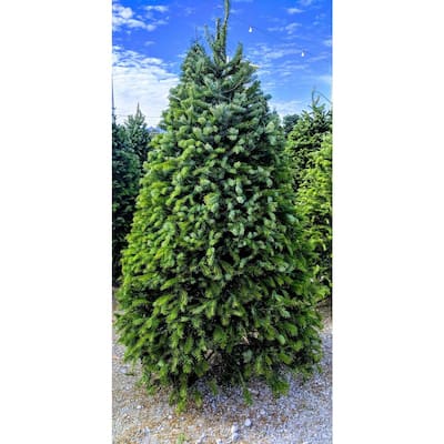 7.5 ft. Freshly Cut Nordmann Fir Live Christmas Tree (Real, Natural, Oregon-Grown)