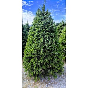 4 ft. to 5 ft. Freshly Cut Nordmann Fir Live Christmas Tree (Real, Natural, Oregon-Grown)