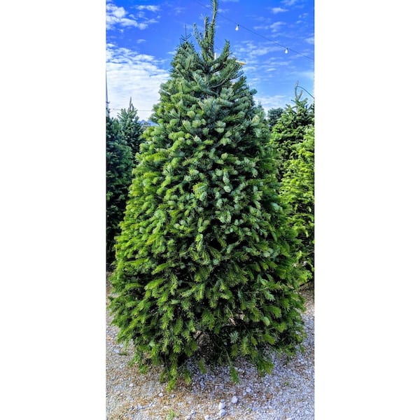 Online Orchards 4 ft. to 5 ft. Freshly Cut Nordmann Fir Live Christmas Tree (Real, Natural, Oregon-Grown)