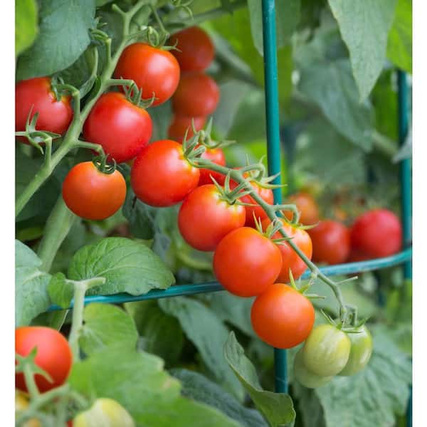 Bonnie Plants Tidy Treats Tomato 19.3 oz. 2-Pack Live Plants