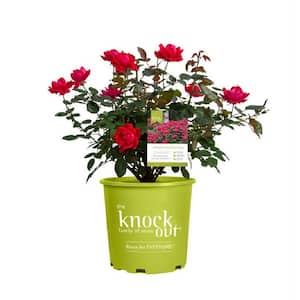 1 Gal. Red Double Knock Out Rose Bush with Red Flowers