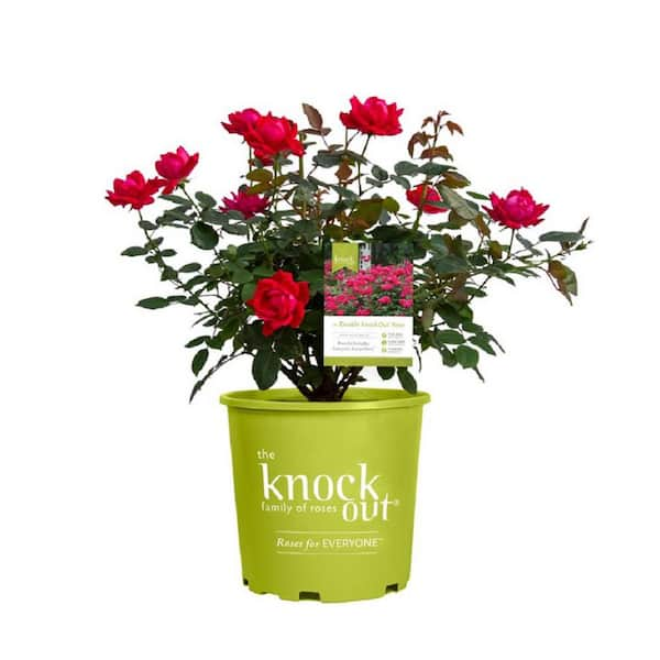 KNOCK OUT 1 Gal. Red Double Knock Out Rose Bush with Red Flowers