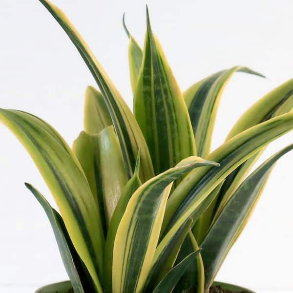National Plant Network 6 in. Sansevieria Gold Flame