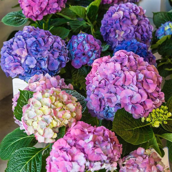 LA Dreamin' Hydrangea, Live Deciduous Bareroot Plant, Multi-Colored Flowering Shrub (1-Pack)