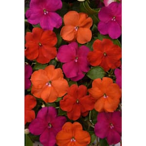 18-Pack Beacon Otway Mix Impatiens Outdoor Annual Plant with Red, Orange, Violet Flowers in 2.75 In. Cell Grower's Tray