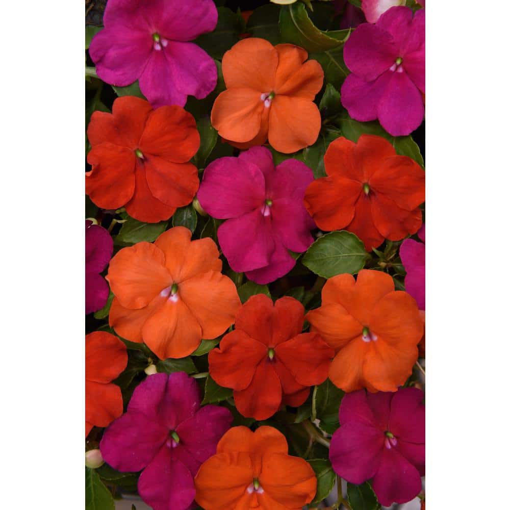 1.38 Pt.  Otway Mix Impatiens Outdoor Annual Plant with Red, Orange, Violet Flowers in Grower's Pot (4-Pack) price history on PriceWatchPro