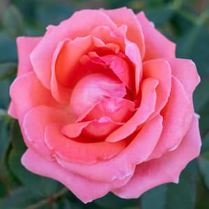 Climbing Rose - CL America (1 Root Stock)