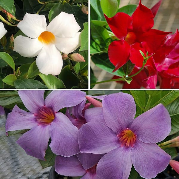 4 in. Mandevilla Plant American Celebration Collection (3-Pack)