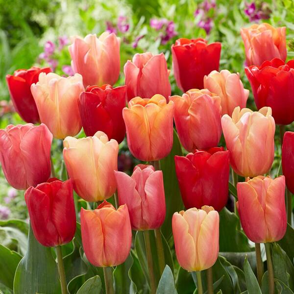 Garden State Bulb 12/+ cm, Jimmy Mix Triumph Tulip Flower Bulbs (Bag of 100)
