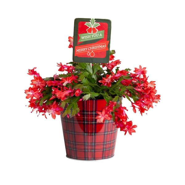 Costa Farms Christmas Cactus Grower's Choice Blooms Indoor Plant in 6 in. Holiday Decor Planter, Avg. Shipping Height 10 in. Tall