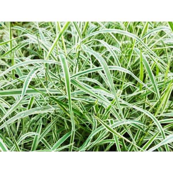 BELL NURSERY 1 Gal. Green Carex Grass Perennial Plant